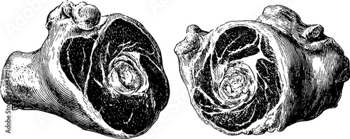 Engraved illustration set of pork knuckle for culinary art and design