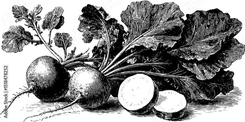 Vintage botanical illustration of radish and sliced radish for culinary and botanical design