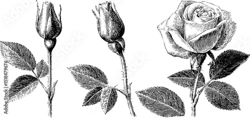Detailed engraved illustration of rose bud and blooming flower variations