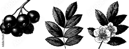 Engraved botanical illustration set of rowan berry and leaves for nature designs