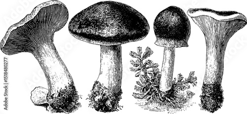 Detailed engraved illustration of russula mushrooms for nature and botanical design