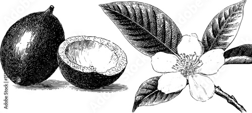 Detailed engraved illustration of sapodilla fruit and flower for botanical design