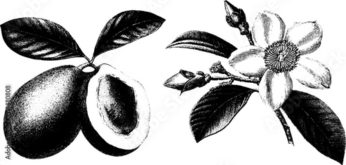 Detailed botanical engraving of sapodilla fruit and blossom for nature prints