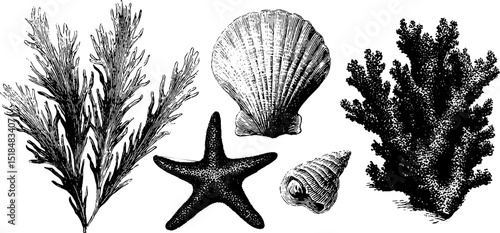Vintage engraved marine life illustration set featuring seaweed and shells for design