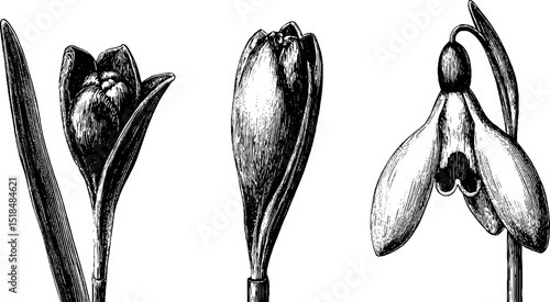 Engraved botanical illustration of snowdrop buds and flower for nature inspired designs