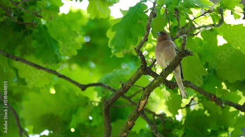 Sparrow resting on natural branch surrounded by lush leaves.