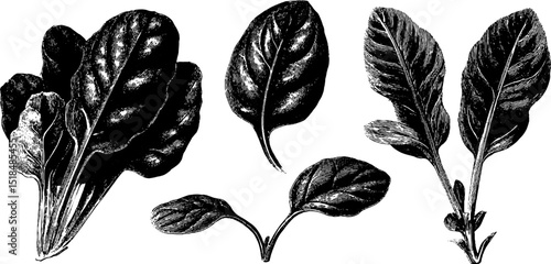 Engraved botanical illustration of spinach leaves collection for design use