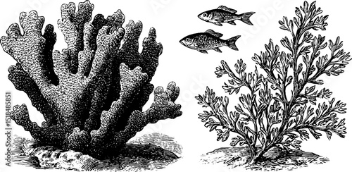 Vintage engraved illustration of sponge coral and marine life set