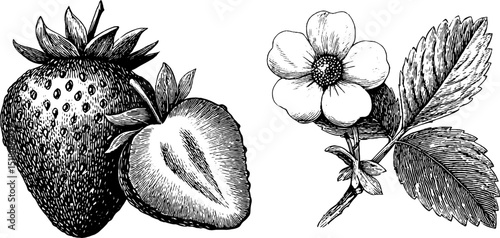 Vintage botanical engraving of strawberry and sliced fruit with flower and leaves
