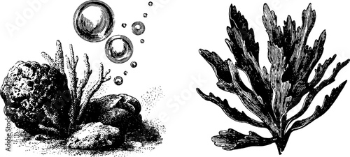 Intricate engraved illustration of underwater bubbles and marine plants for design projects