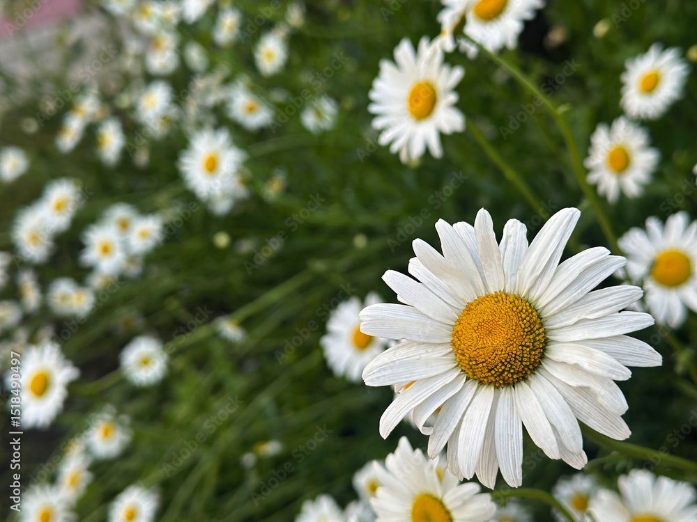 Fototapeta premium White daisies up close, showcasing intricate petal texture and sunny yellow centers in a serene outdoor setting.