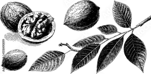 Engraved botanical illustration of walnut nuts and leaves for design