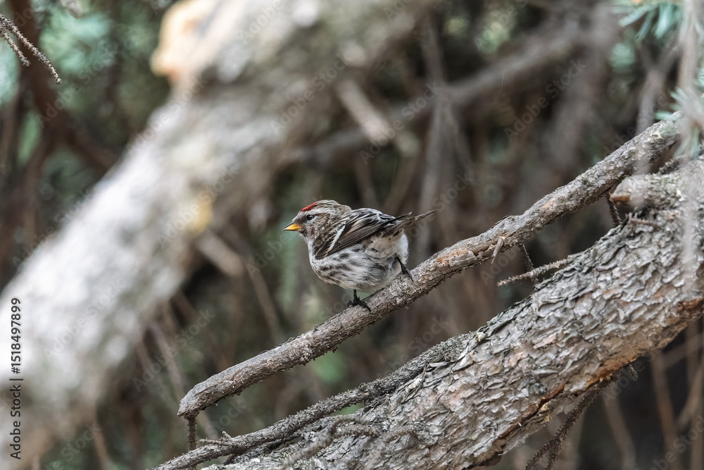 Common redpoll female, cute bird with bright red patch on its forehead sits on tree branch without leaves in sunny spring day. Common redpoll female, cute bird with bright red patch on its forehead sits on tree branch without leaves in sunny spring day.
