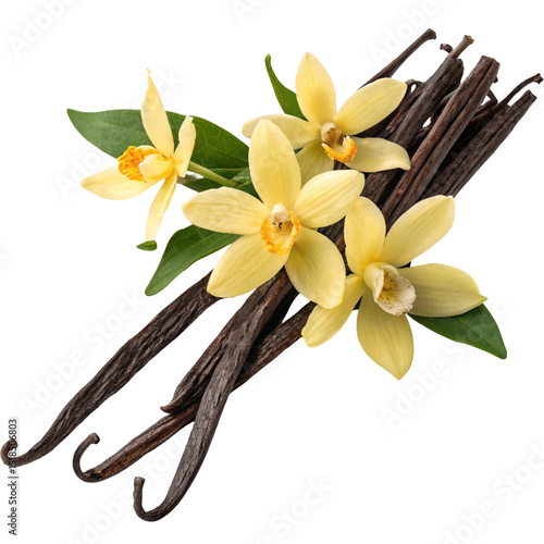 Elegant white vanilla orchid blossoms with lush green leaves and mature vanilla pods