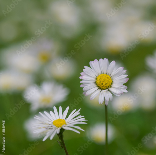 Beautiful close-up of bellis perennis