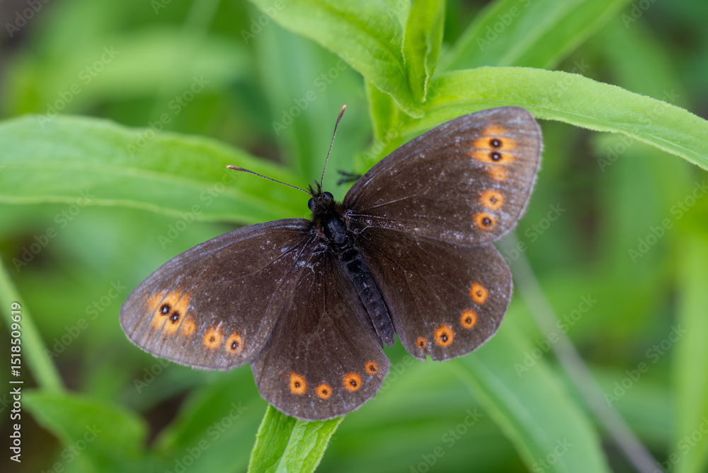 Obraz premium The common blue - Plebejus idas is a species of diurnal butterfly in the family Plebeidae. Its wingspan is 25 to 32 mm. Males have blue wings with narrow dark edges. Females are brown and have orange 