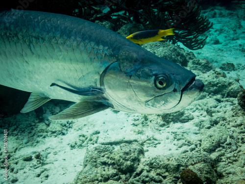 Tarpon and remora
