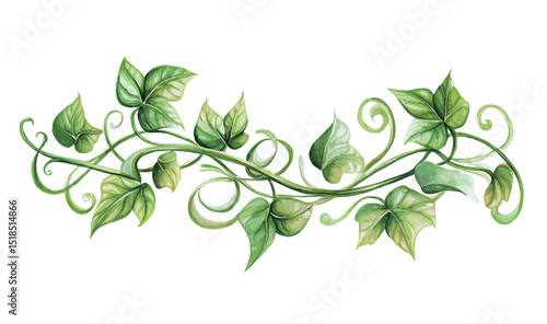 Elegant green vine with leaves on a white background.