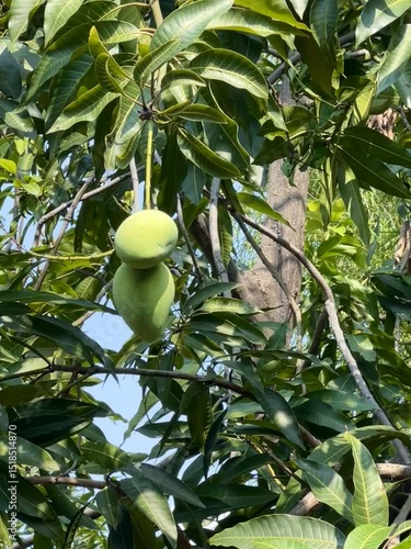 Mango tree with lush leaves and fruit, in a garden from Indonesia. With a bright blue sky background