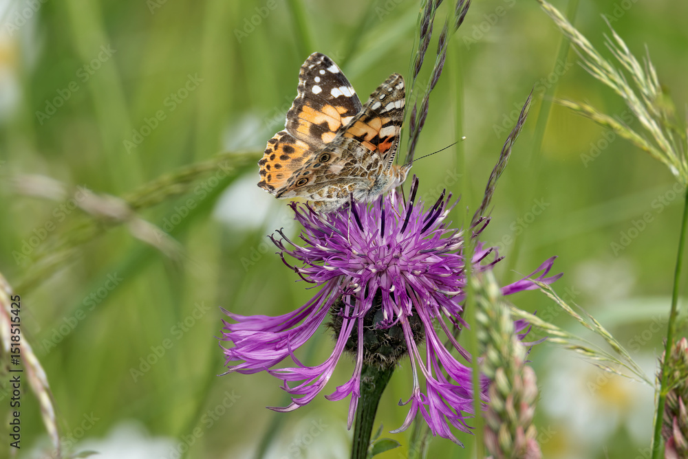 Obraz premium Painted Lady (Vanessa Cardui) Butterfly sitting on a pink scabiosa in Zurich, Switzerland
