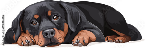 A relaxed Rottweiler lying down, displaying a calm and gentle demeanor.