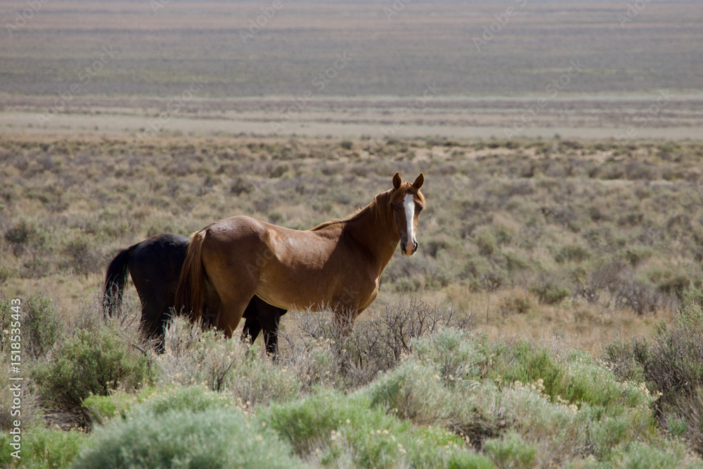Fototapeta premium herd of wild horses in the desert