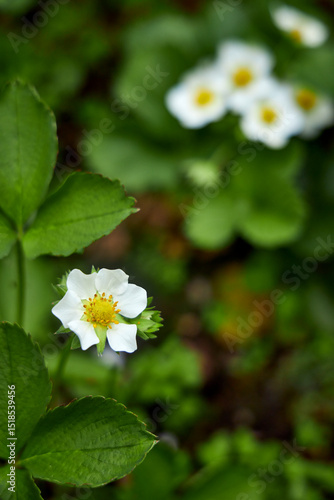 A view of a garden bed with blooming strawberries