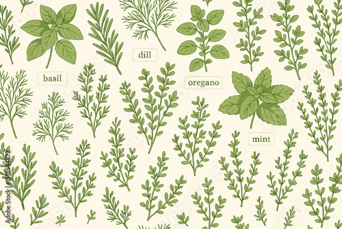 Exploring different culinary herbs with labels such as basil, dill, oregano, and mint showcased in a detailed botanical illustration