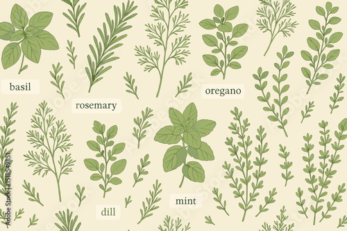 Various herbs displayed on a light background with labeled names for identification and education in botany