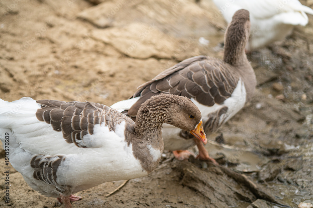 Fototapeta premium Graceful Geese and Playful Ducks: Tranquil Wildlife Moments