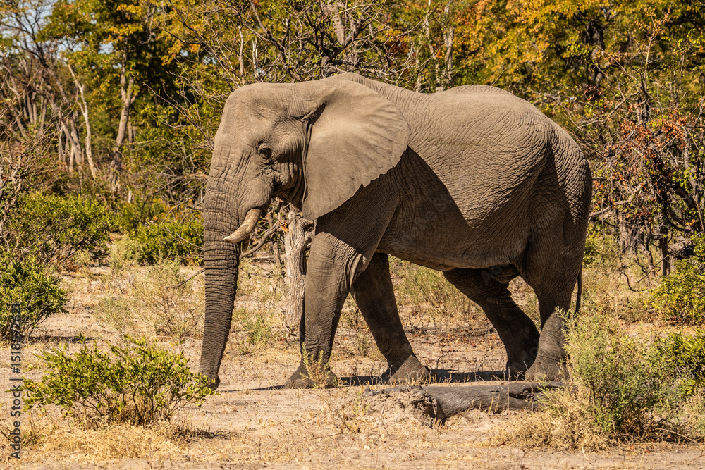 Fototapeta premium herd of African elephants at sunset Botswana (Loxodonta africana)