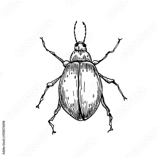 Round beetle hand drawn black and white outline vector illustration. Stylized insect monochrome sketch as scarab, May beetle, or Goliath beetle for natural science designs, vintage botanical prints.