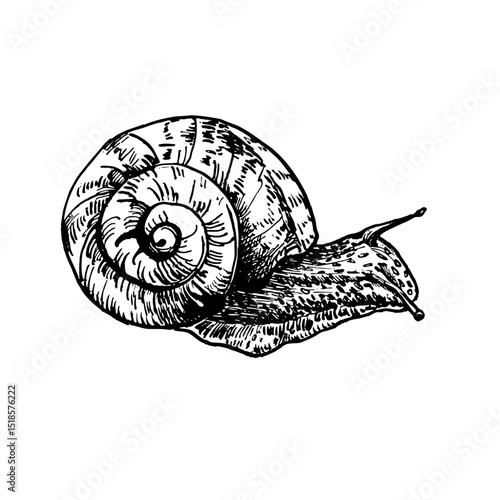 Garden snail hand drawn black white outline vector illustration. Slow crawling creature in spiral shell sketch for eco friendly packaging, naturalist prints. Invertebrate animal drawing engraving.