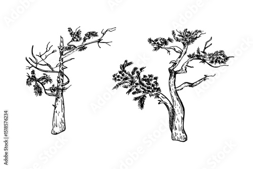 Black and white twisted pine trees vector illustration. Minimalist line art of whimsical coniferous tree silhouettes for designs nature prints and landscape scene. Monochrome pine hand drawn graphic.