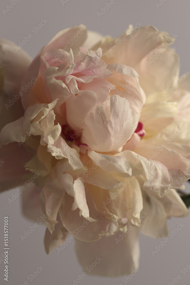 Fototapeta premium Beige Pink cream Peony Flower bud petal on gray neutral. Minimalist still life. Natural art background.