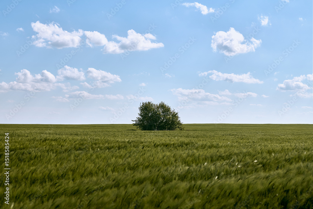 Obraz premium Single tree stands amidst an expansive green field under bright blue sky with scattered white clouds, minimalistic relaxing landscape