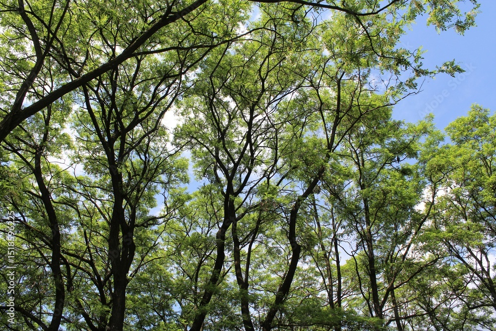 Fototapeta premium green leaves against blue sky, trees in the forest