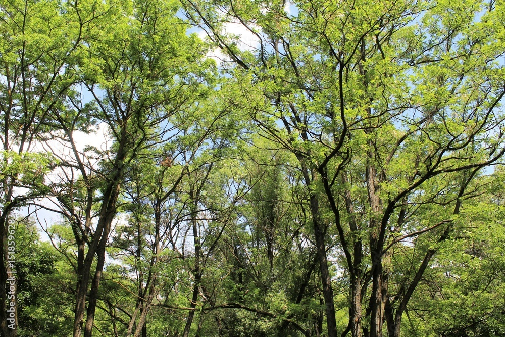 Fototapeta premium trees in the forest, trees in the forest, green leaves in the forest