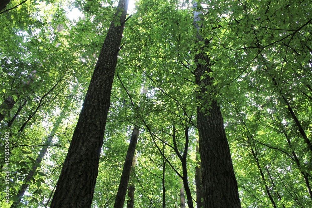 Naklejka premium forest in the morning, trees in the forest
