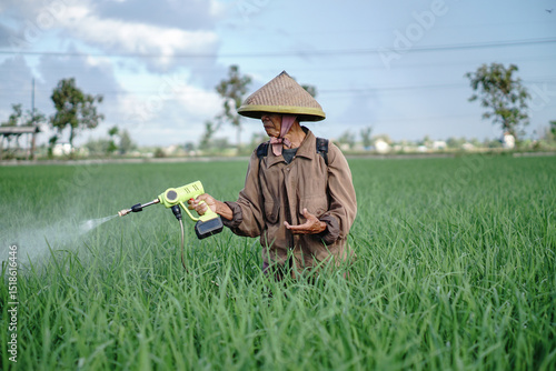 A senior male farmer spraying pesticide on rice green field. Protect rice field from plant pests. Elder working at nature.