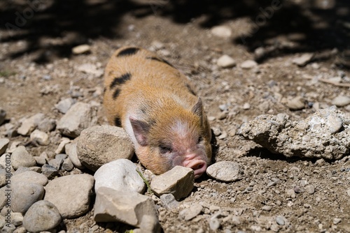 Resting Piglet on Rocky Ground in Sunlight