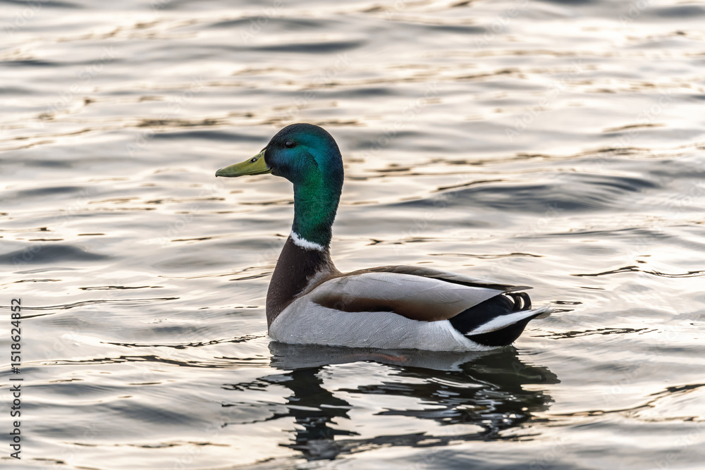 Fototapeta premium Duck swims in the pond.