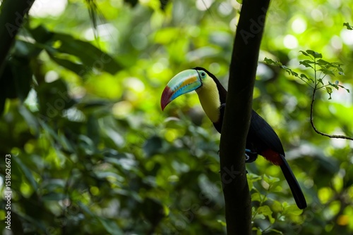 Keel-Billed Toucan Perched Behind Tree Trunk in Lush Tropical Forest