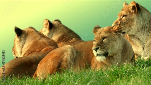Lionesses rest together on vibrant green grass under a sunny, serene golden sky, evoking themes of nature, unity, family and wildlife in a natural habitat. Full property released for commercial us