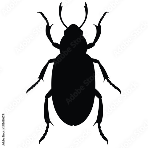 colorado potato beetle