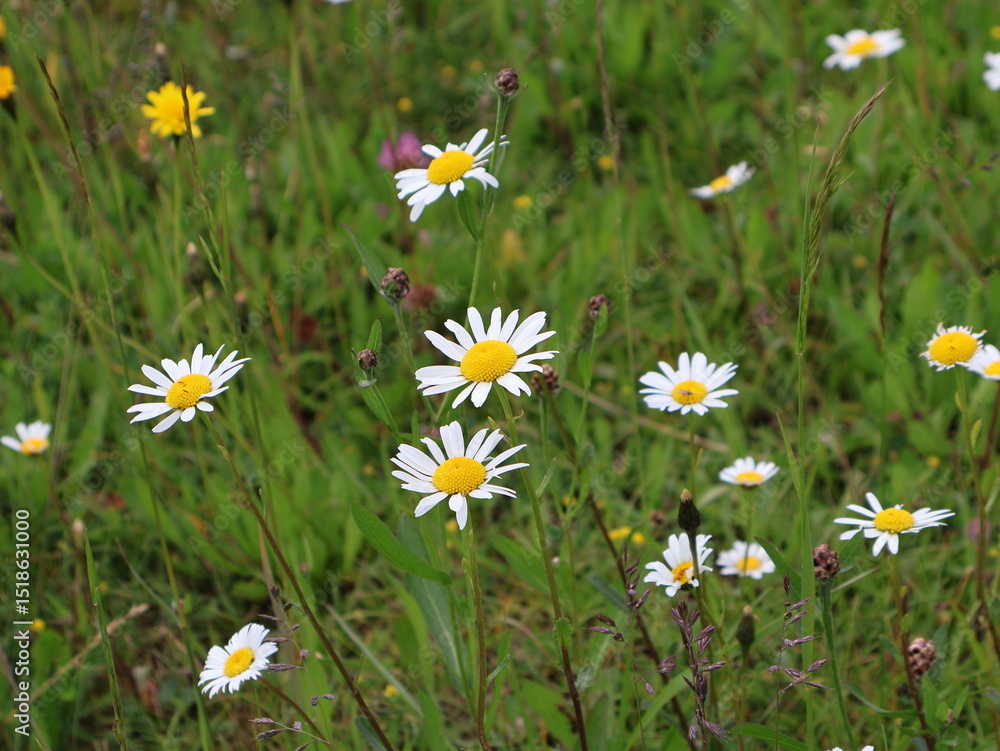 Fototapeta premium Field of Wild Daisies Blooming in Natural Meadow Setting. Lush green meadow adorned with blooming white-and-yellow daisies, scattered wildflowers, representing peaceful nature and environmental beauty