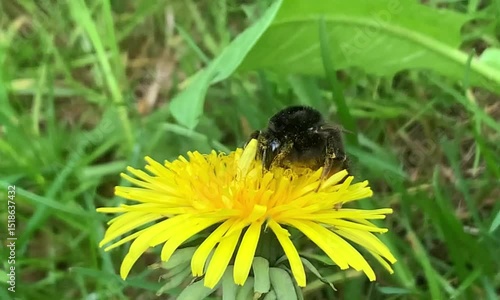 A bumblebee collects pollen from a dandelion. A bee pollinates a plant in the wild.
