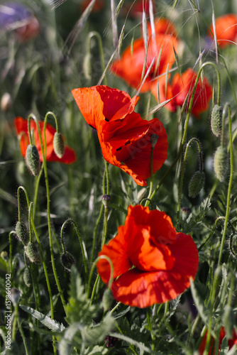 Red poppy flowers blooming among green stems and seed pods in wild grass field. Vertical macro floral photography. Spring botany and wildflower concept. Design for poster, banner, postcard, wallpaper.