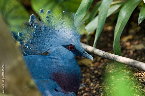 Victoria Crowned Pigeon Close-Up with Blue Plumage and Feather Crest