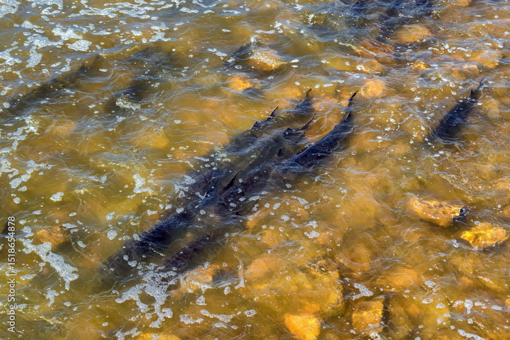 Fototapeta premium Lake Sturgeon Spawning At The Fox River Dam And Rapids At De Pere, Wisconsin, In Spring